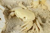 Fossil Crab (Potamon) Preserved in Travertine - Turkey #379410-1